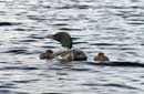 Loon family on Lake One, June 23, 2008