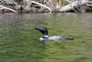 Loon on Alton Lake