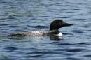 Loon on Lake One, June 23, 2008