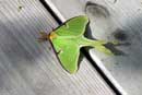 Luna moth on the cabin deck