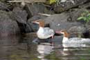 Mergansers on Alton Lake