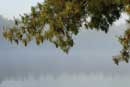 Misty dawn on East Twin Lake, July 3, 2008