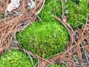 Still life of moss and pine needles, near East Twin Lake.� June 14, 2010.� Taken by Anna Arthur, age 7.� Submitted by Spartan2 (grandma).