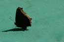 Mourning Cloak butterfly on camp stool.