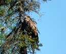 Eagle on Cutty Creek