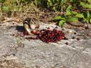 Juneberry Feast