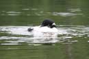 Loon on West Twin Lake, June 16, 2010.
