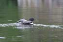 Loon on West Twin Lake, June 16, 2010.