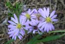 Purple Asters at Alton Lake