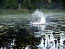 Beaver whack.