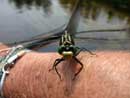 Dragonfly by Shelley Williams.