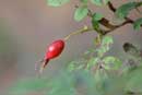 Rose hip