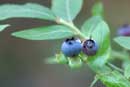 September blueberry - Kelso campsite