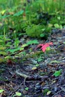 Signs of autumn, 9-4-09