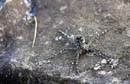 Diameter of spider is about 5 inches, including legs.  Clearwater Lake.