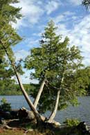 Campsite on Alder Lake, June 2004.
