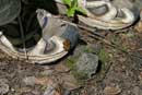 Lunchtime visitor, Spaulding Lake, June 2004.