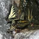 A small "puddle" of swallowtails, June 2004.
