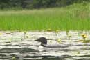 Loon mate of a nesting loon, watching from just offshore, West Twin Lake, June 14, 2010.� Taken by Anna Arthur, age 7.� Submitted by her grandmother, Spartan2.� (photo shot from the canoe.)