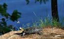 Turtle at Little Caribou Lake campsite, 6/29/07