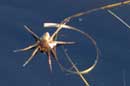 Water spider, Kelso River