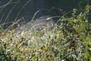 Web on shore of Lujenida Lake