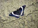 White Admiral butterfly, near Twin Lakes, June, 2008