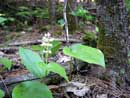 Wild lily of the valley, near Twin Lakes, June 2008