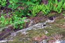 Wood chuck family, near Twin Lakes, June 2008