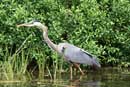 Great blue heron on East Twin Lake, June 17, 2010.