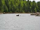 Same moose swimming, without any zoom. ~30 yds away. May 15th 2007.