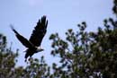 Eagle in flight