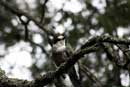 Gray Jay - camp thief