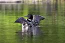 An absolutely stunning photo of a loon.