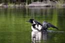 Gorgeous loon