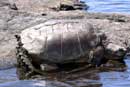 BIG snapping turtle