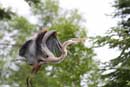 Great blue heron on East Twin Lake, June 17, 2010.
