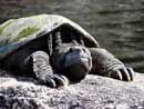 Taken June 5, 2008 on Boulder River, by trip partner Eldon Bish from 3 feet.