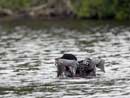 Loon on Brule Lake, June 1st, 2013