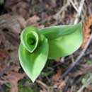 Early spring photo shoot, Brule Bay campsite, June 2, 2013