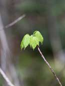 Early spring photo shoot, Brule Bay campsite, June 2, 2013