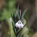 Bog Rosemary on the Dead River, June 14, 2013