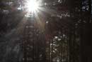 "Godlight" through the forest, morning of June 3, 2013, Brule Bay campsite.
