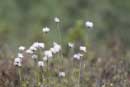 Cottongrass on the Dead River, June 14, 2013