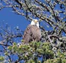 Eagle, Fenske Lake, June 11, 2013