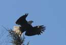 Eagle flight over Fenske Lake, June 11, 2013