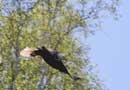 Eagle in flight, Fenske Lake, June 11, 2013