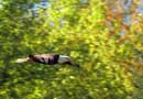 Eagle in flight, Fenske Lake, June 11, 2013
