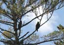 Immature eagles in a tree, Square Lake, September 6, 2011