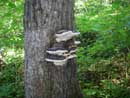 Fungus on portage from Frost to Gordon, 9/9/12
